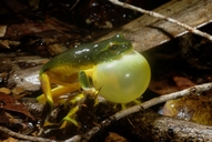 Litoria gracilenta