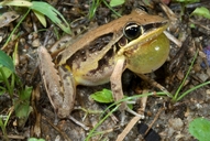 Litoria nasuta