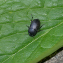 Oval Darkling Beetle