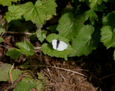 Margined White Butterfly