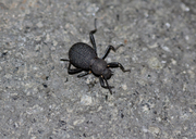 Granulated Darkling Beetle
