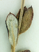 Eriogonum microthecum var. corymbosoides