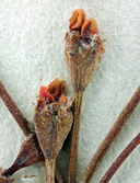 Eriogonum microthecum var. lapidicola