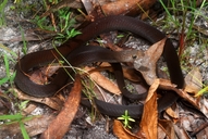 Papuan Whip Snake