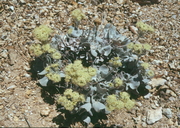 Granite Buckwheat