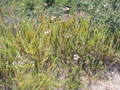 Eriogonum fasciculatum var. foliolosum