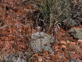 Eriogonum kennedyi var. austromontanum