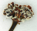 Eriogonum nudum var. paralinum