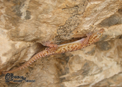 Persia Leaf-toed Gecko