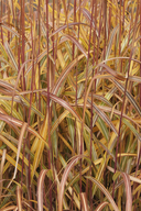 Miscanthus sacchariflorus