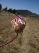 Trifolium kingii