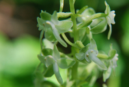 Large Round-leaved Rein Orchid