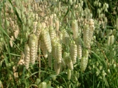 Briza maxima