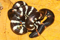 Cylindrophis ruffus