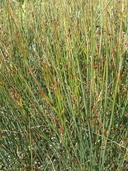Juncus arcticus ssp. arcticus