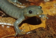 Ambystoma jeffersonianum