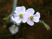 Sagittaria graminea ssp. graminea