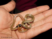 Dumeril's Black-headed Snake