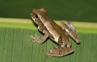 Dendropsophus bokermanni