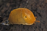 Ariolimax columbianus