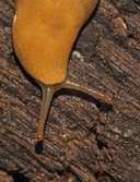 Ariolimax columbianus