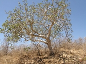 Bursera filicfolia