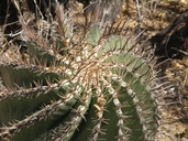Ferocactus peninsulae ssp. townsendianus