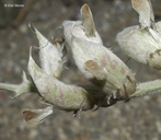 Astragalus lentiginosus var. coachellae