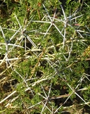 Ambrosia bryantii