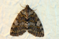 Live Oak Metria Moth