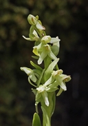Tall Northern Bog Orchid
