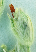 Panicum urvilleanum