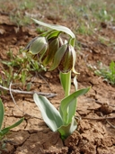 Photo of Fritillaria agrestis