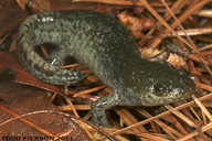 Ambystoma talpoideum