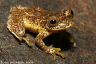 Dendropsophus minutus