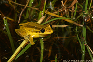 Scinax ruber