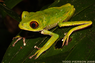 Phyllomedusa tarsius