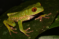 Phyllomedusa tarsius