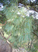 Pinus strobiformis ssp. veitchii