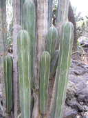 Pachycereus marginatus