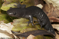 Ambystoma jeffersonianum