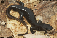 Ambystoma jeffersonianum