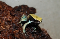 Mantella viridis