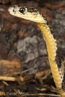 Chinese-banded King Cobra