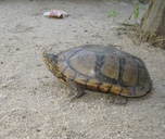 Oaxaca Mud Turtle