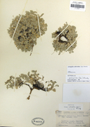Astragalus subvestitus
