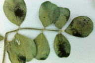 Astragalus iodanthus var. diaphanoides