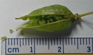 Castilleja affinis ssp. affinis