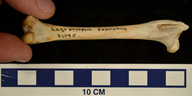 Lagostrophus fasciatus
