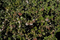 Photo of Arctostaphylos morroensis